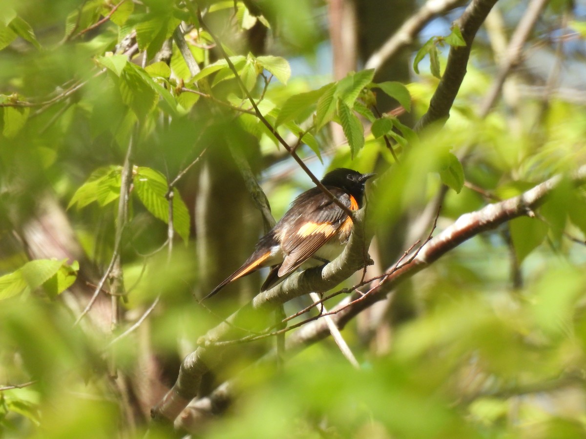 American Redstart - Jay Solanki