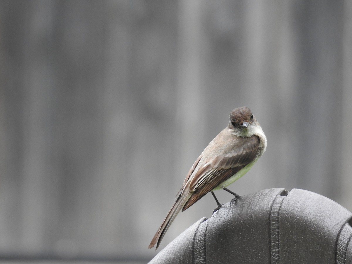 Eastern Phoebe - Wendi Leonard