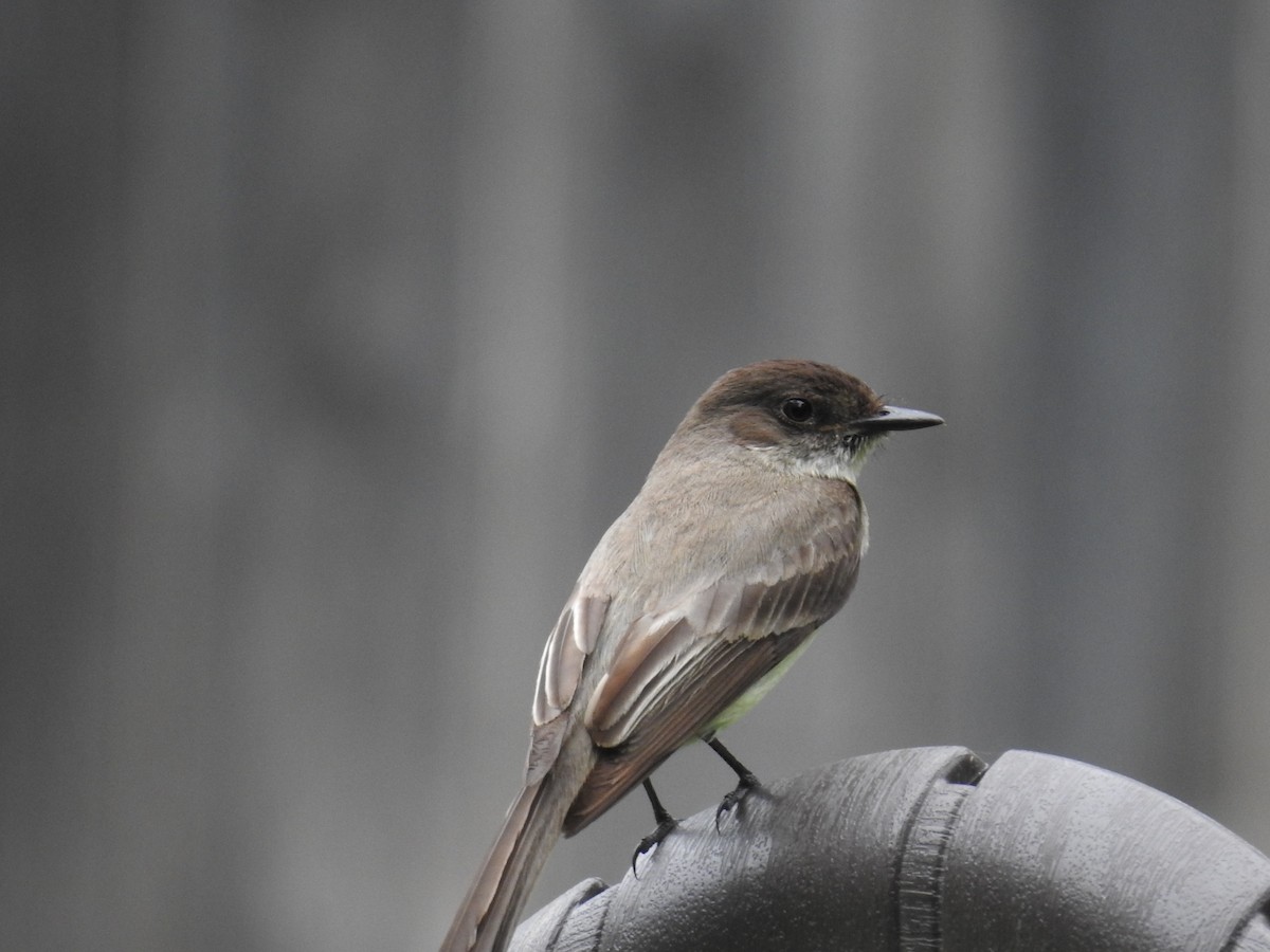 Eastern Phoebe - Wendi Leonard