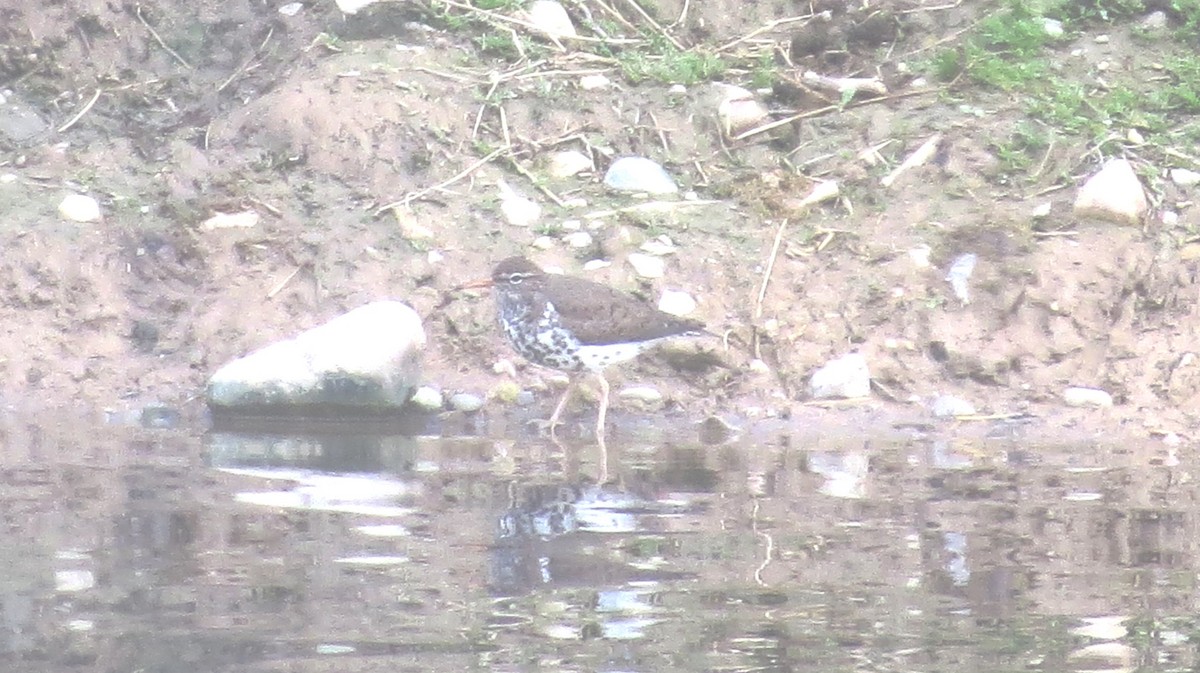 Spotted Sandpiper - Terry Hastings