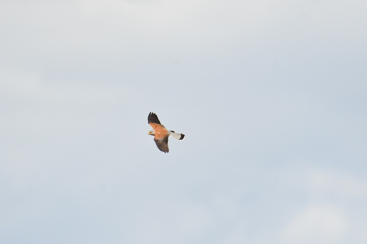 Lesser Kestrel - José Barrueso Franco