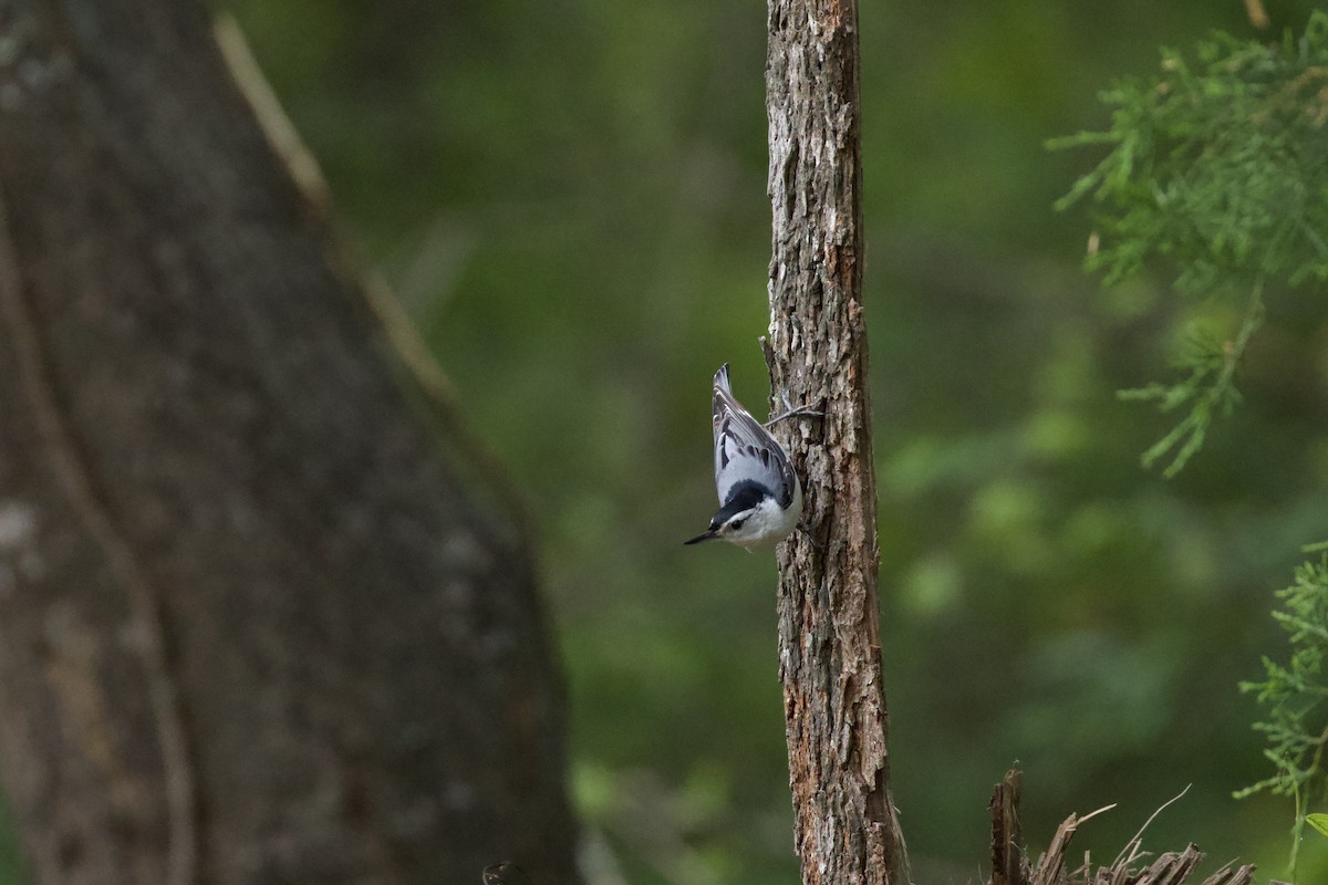 White-breasted Nuthatch - Nicole Desnoyers
