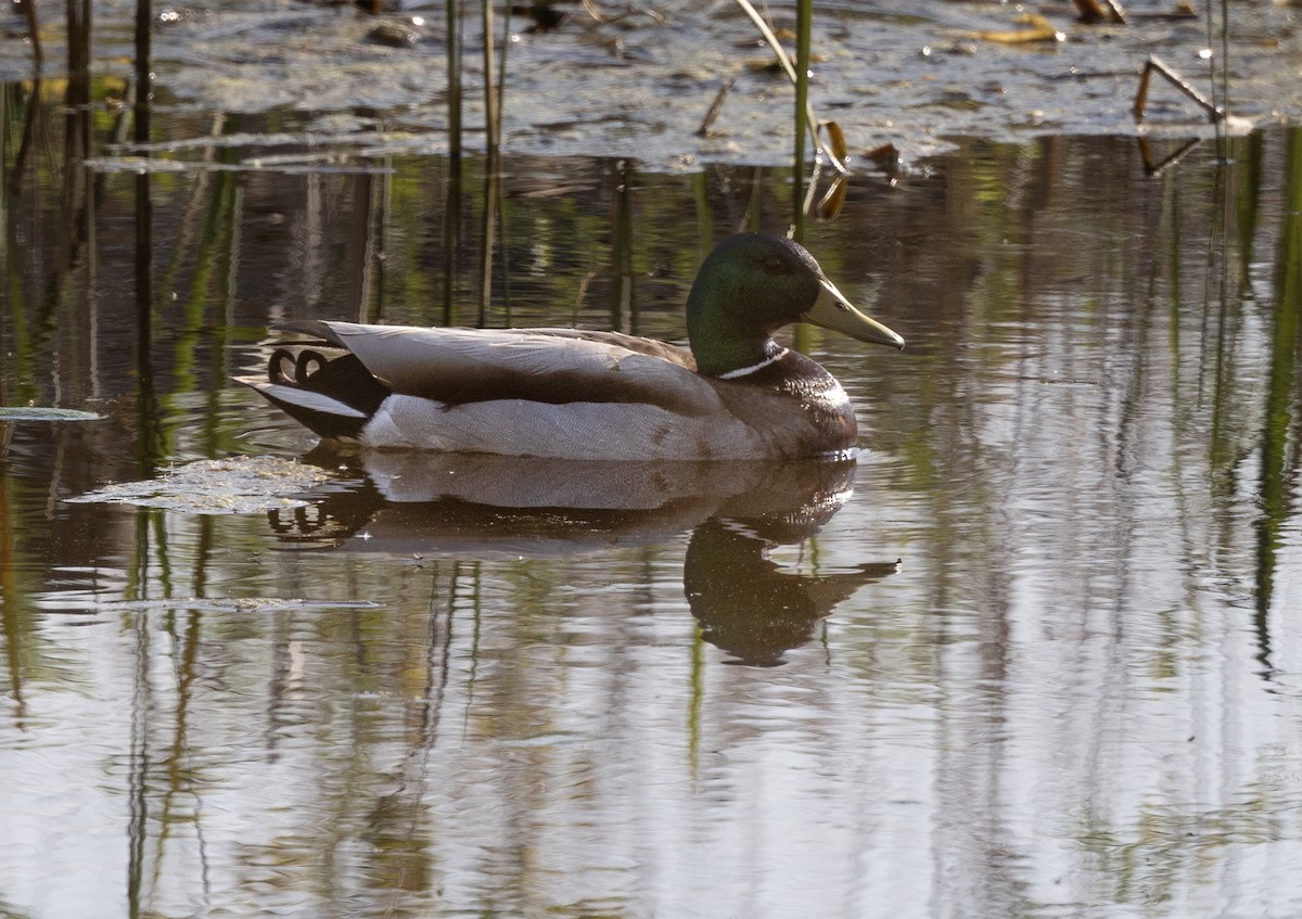 Mallard - ML618917656