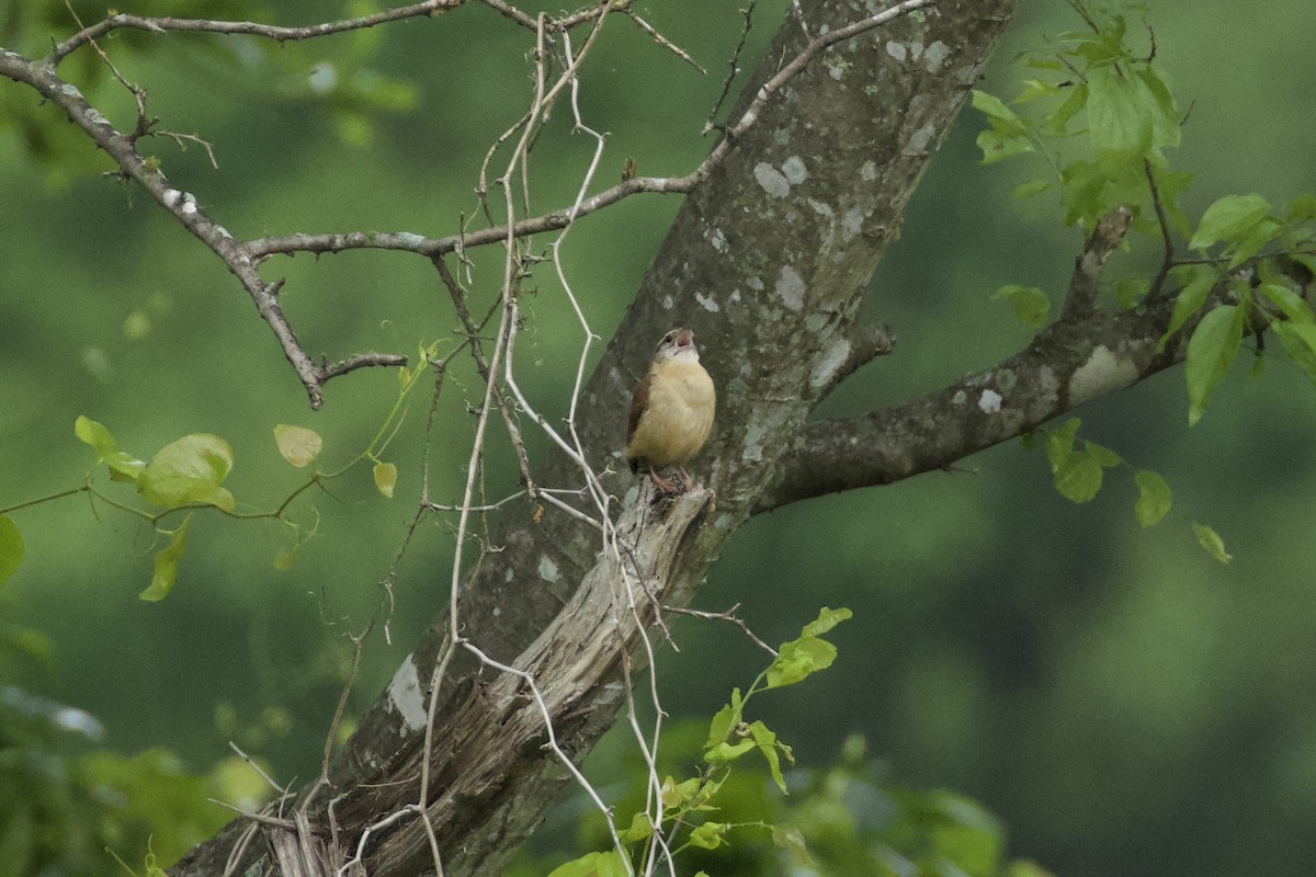 Carolina Wren - ML618917663