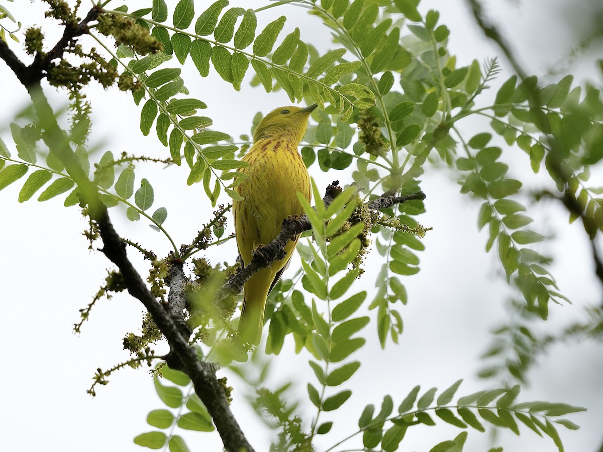 Yellow Warbler - Stacy Rabinovitz