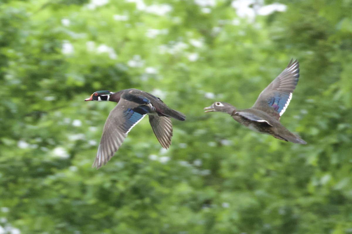 Wood Duck - ML618917685