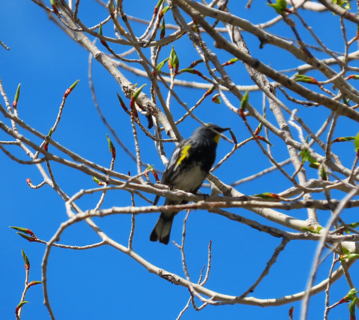 Yellow-rumped Warbler - Sandy Beranich