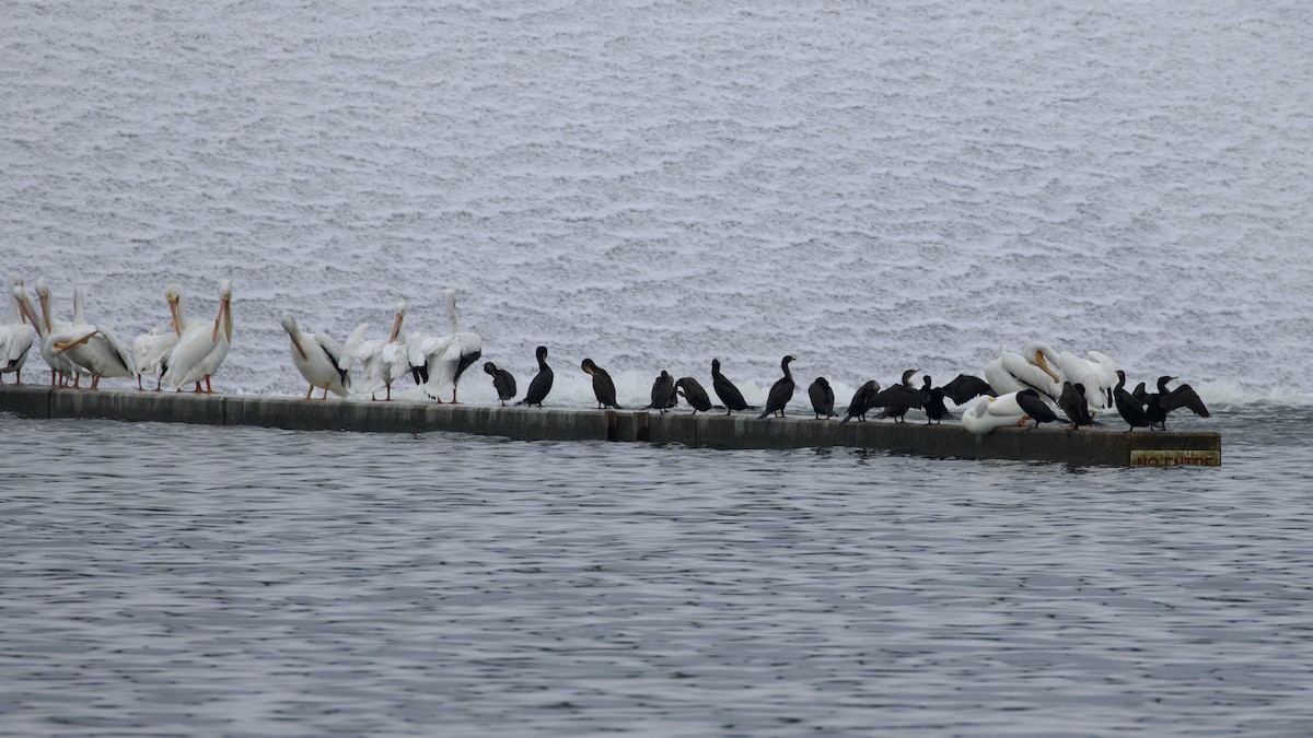 American White Pelican - ML618917711