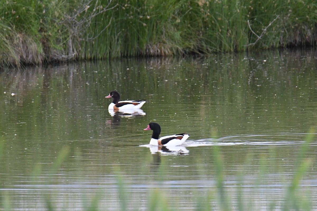 Common Shelduck - ML618917726