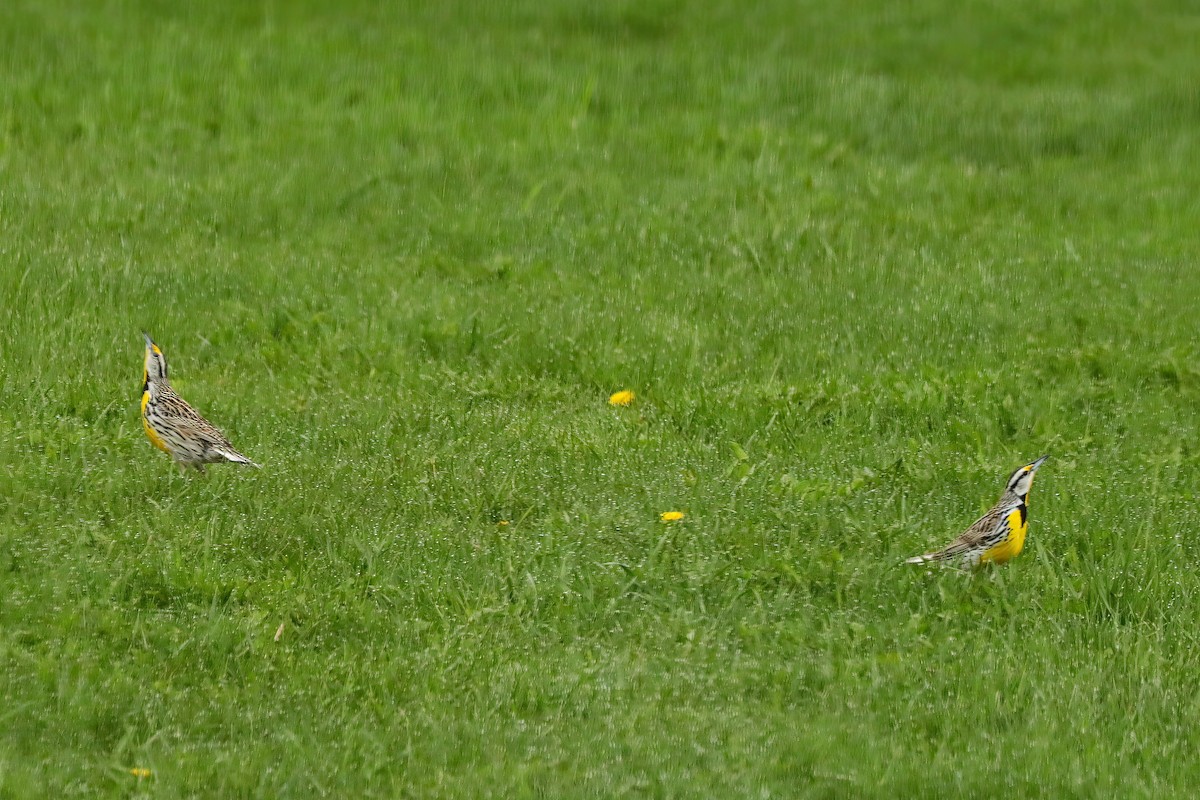 Eastern Meadowlark - Jane Smith