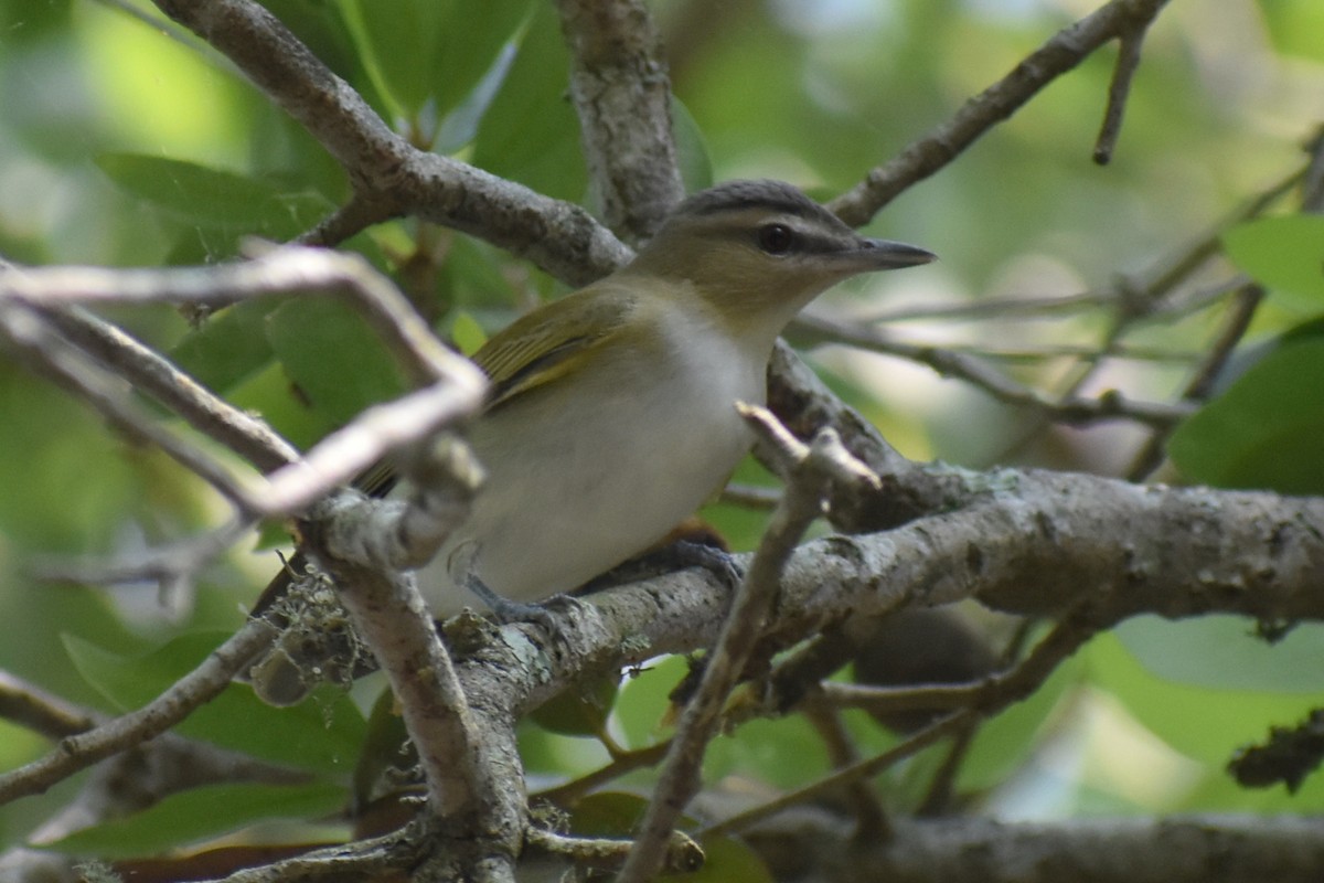 Red-eyed Vireo - Claire H