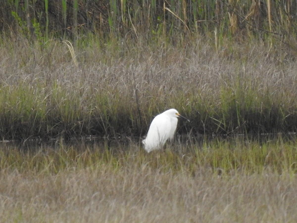 Snowy Egret - Victor Lefevre