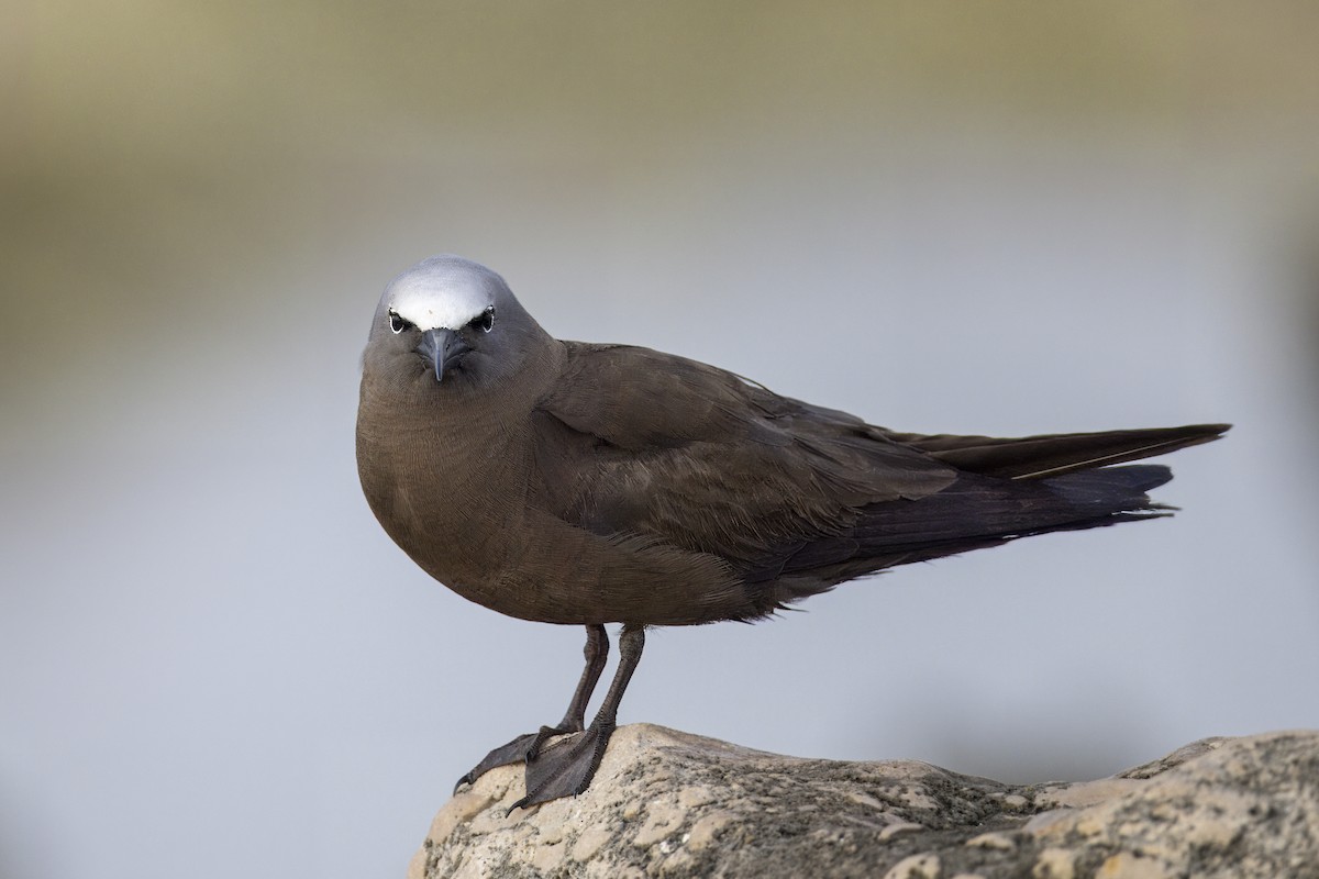 Brown Noddy - Steve Schnoll