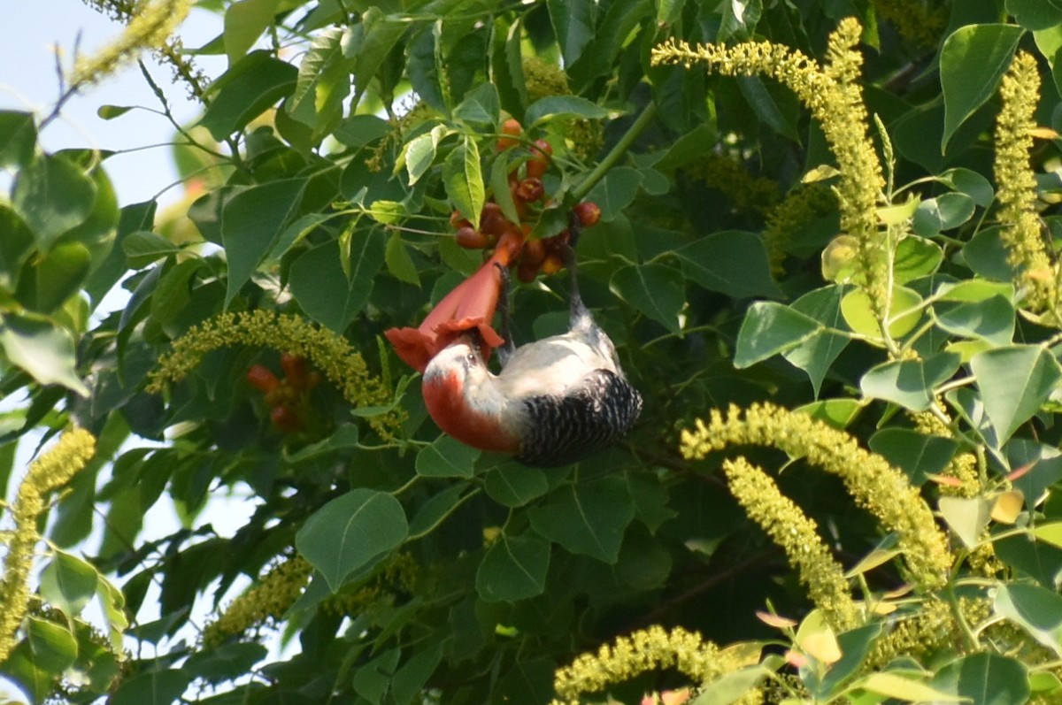 Red-bellied Woodpecker - Claire H