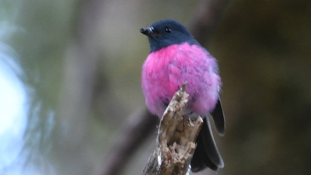 Pink Robin - ML618917788