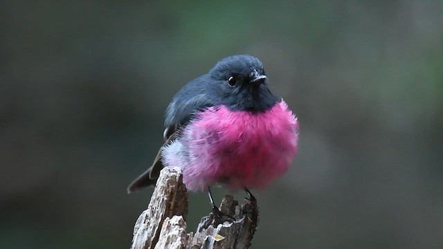 Pink Robin - ML618917789