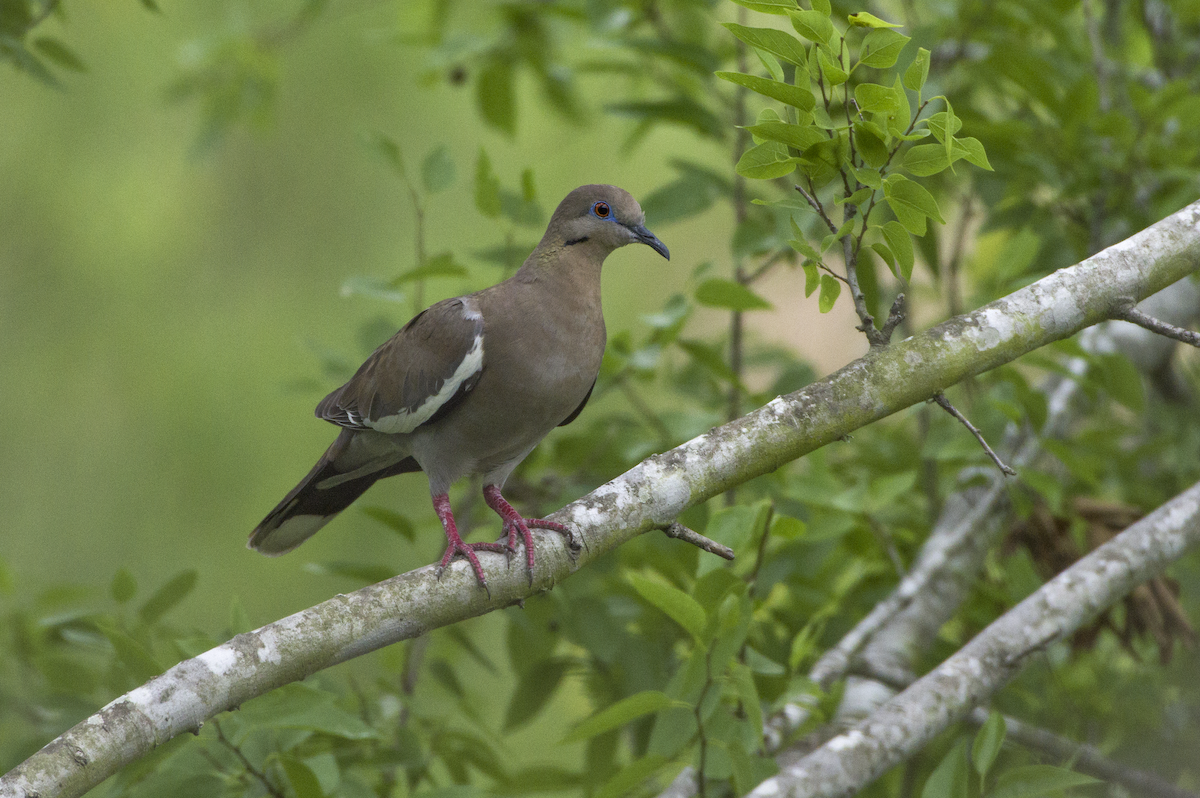 White-winged Dove - Mickie V