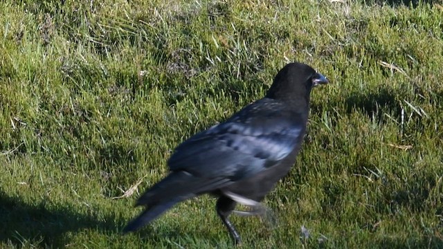 Corbeau de Tasmanie - ML618917804