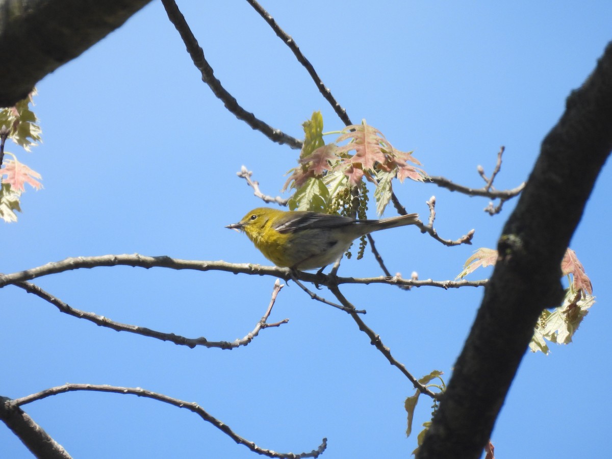 Pine Warbler - Jay Solanki