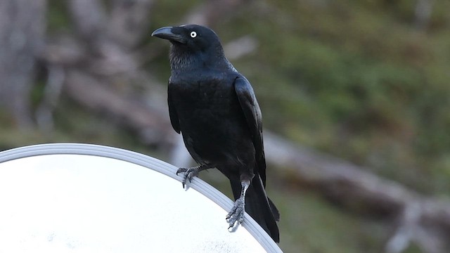 Corbeau de Tasmanie - ML618917816