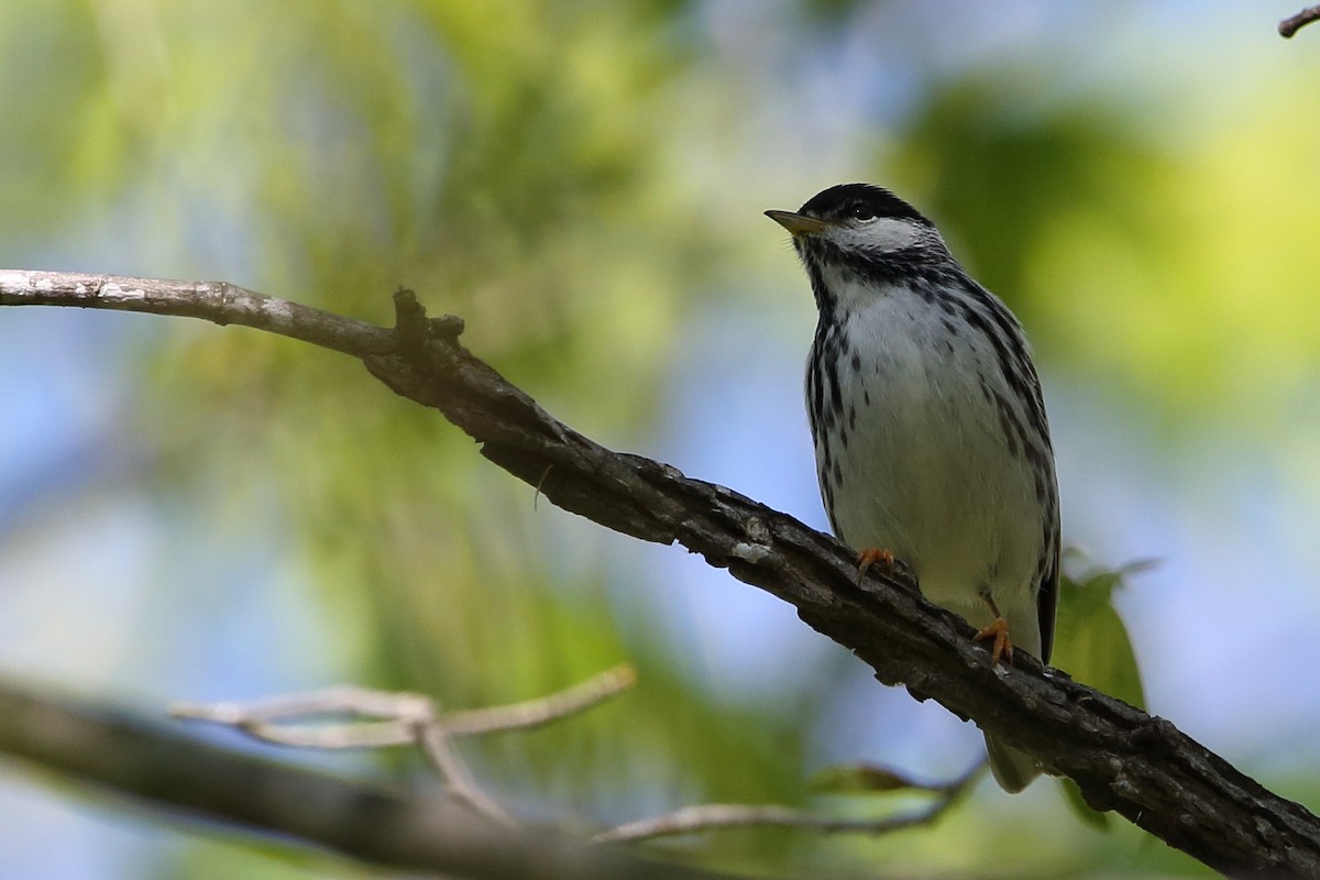 Blackpoll Warbler - Dave Elwood