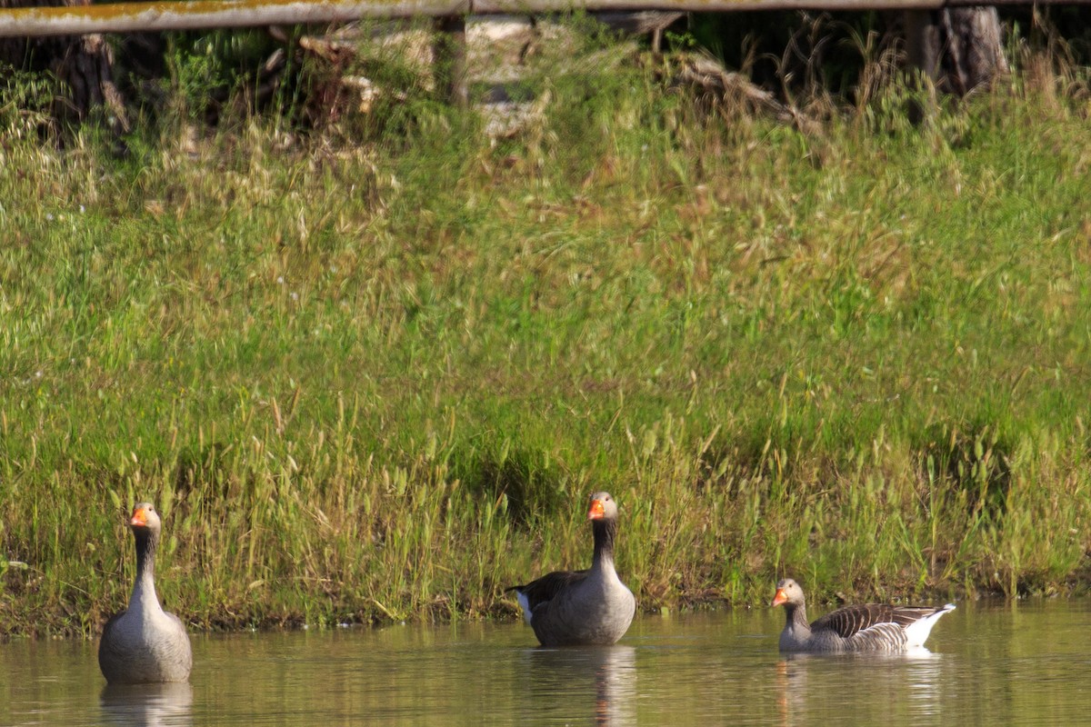 Graylag Goose - Mayca Martí