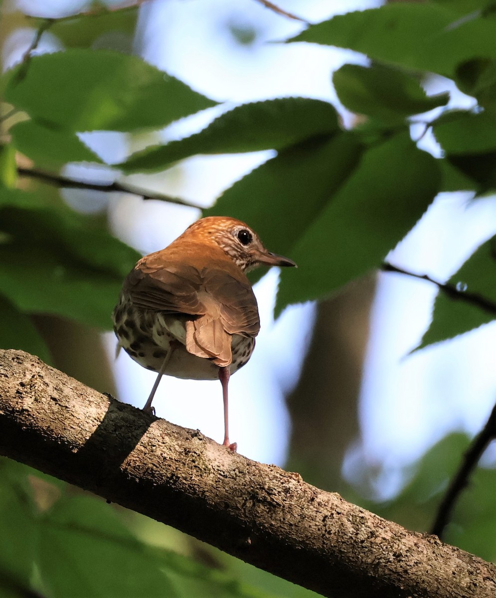 Wood Thrush - Stacia Novy