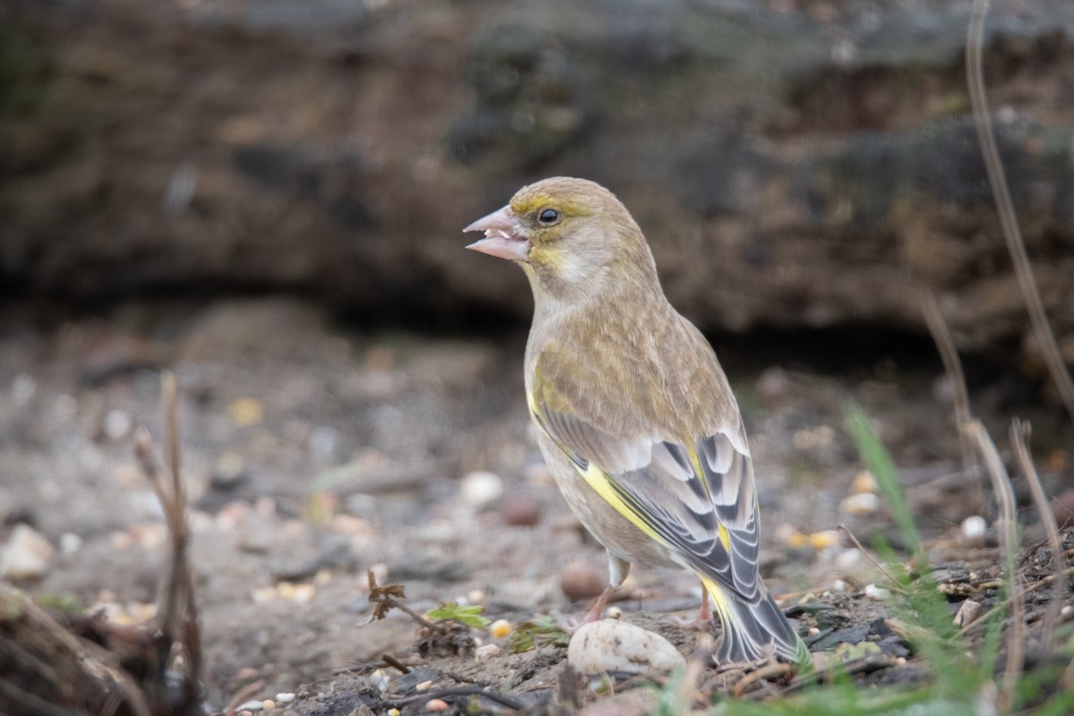 European Greenfinch - Guido Van den Troost