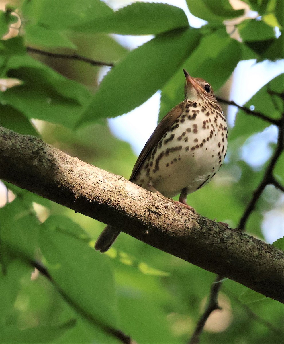 Wood Thrush - Stacia Novy