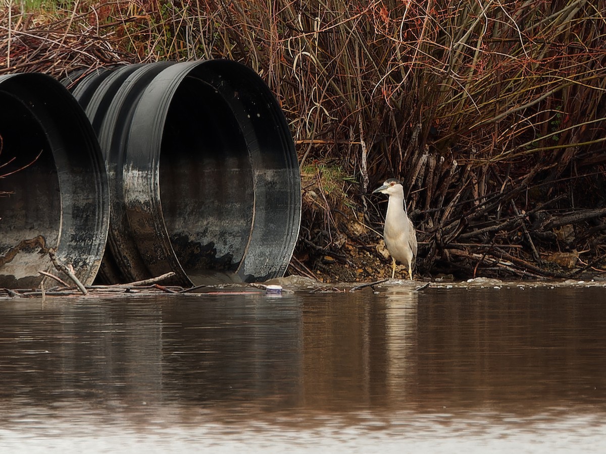 Black-crowned Night Heron - ML618917869