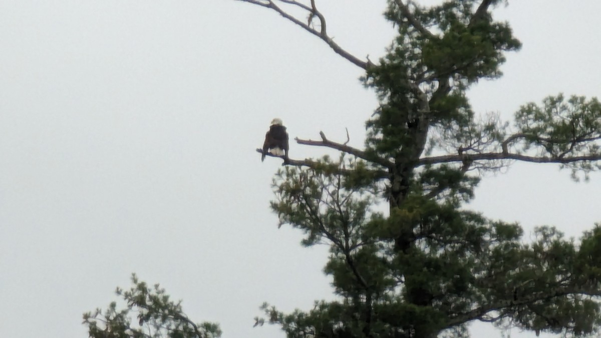 Bald Eagle - Elizabeth Ernish