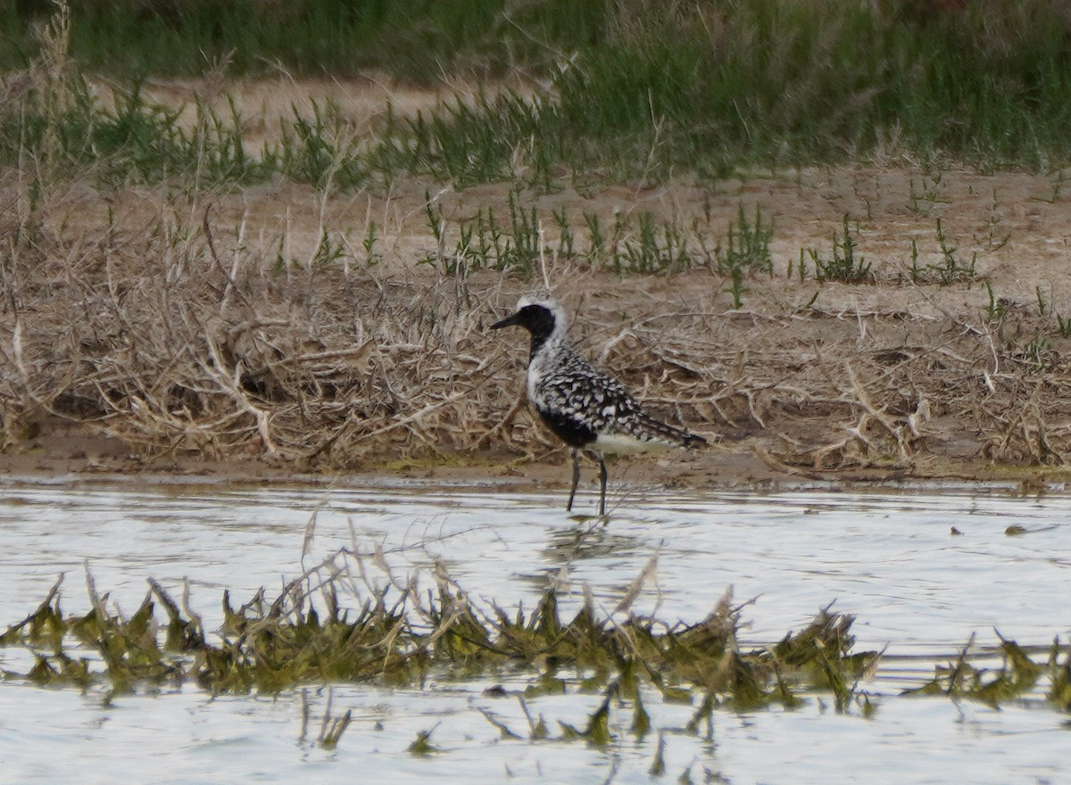 Black-bellied Plover - Javier Train Garcia