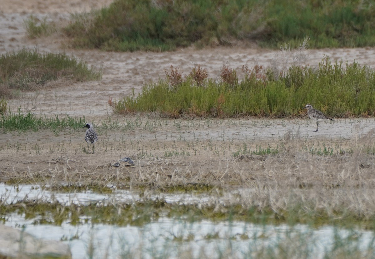 Black-bellied Plover - Javier Train Garcia