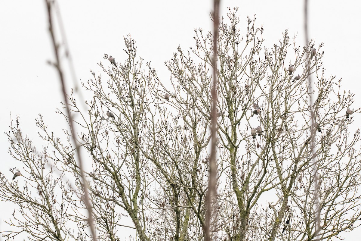 Common Wood-Pigeon - Guido Van den Troost