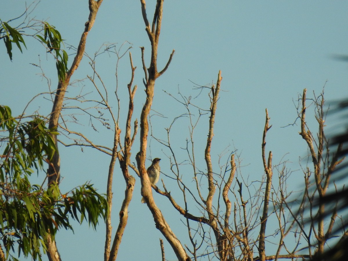 Australasian Figbird - Monica Mesch