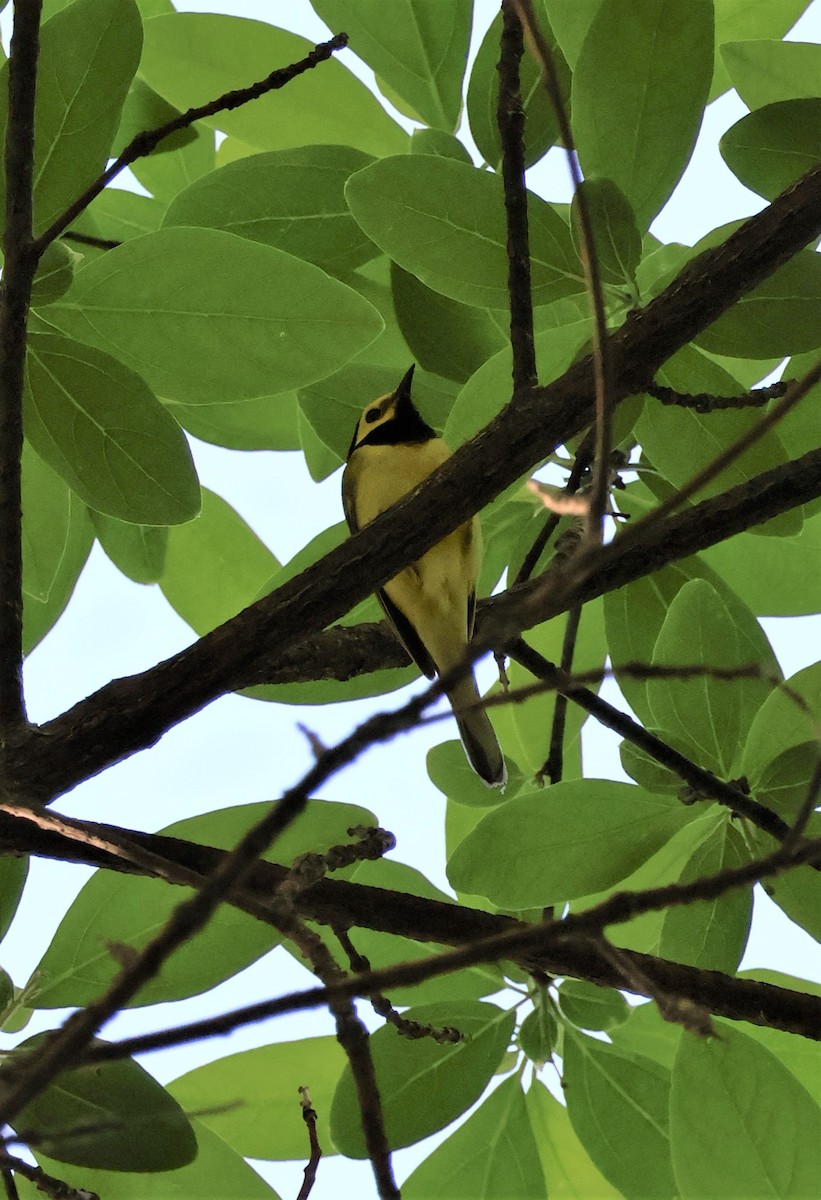 Hooded Warbler - Stacia Novy