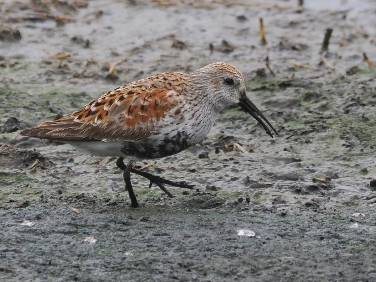 Dunlin - ML618917895