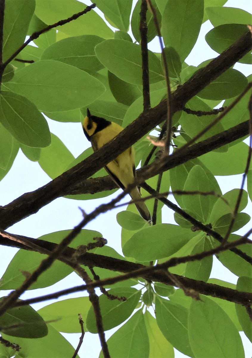 Hooded Warbler - Stacia Novy