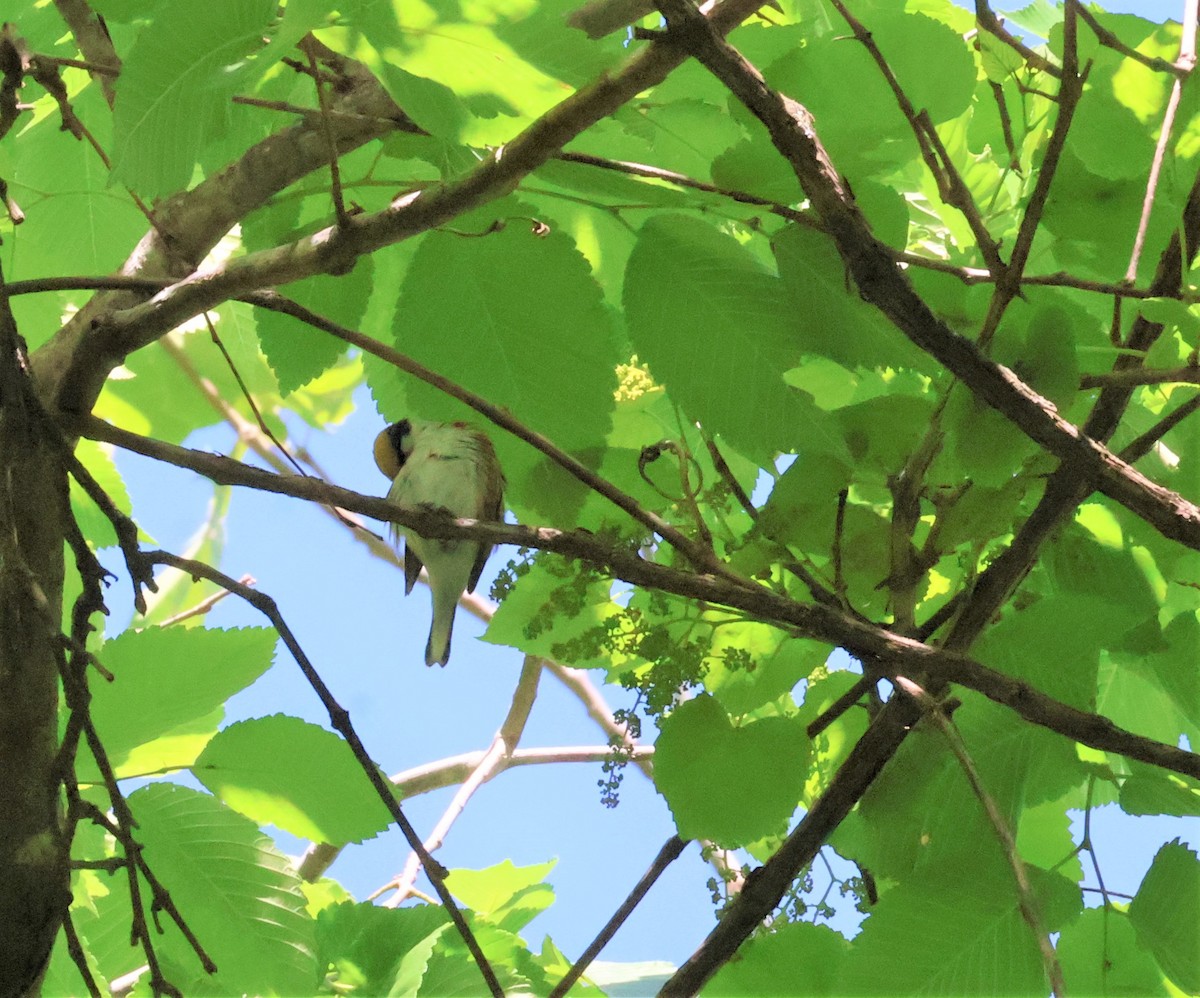 Chestnut-sided Warbler - Stacia Novy