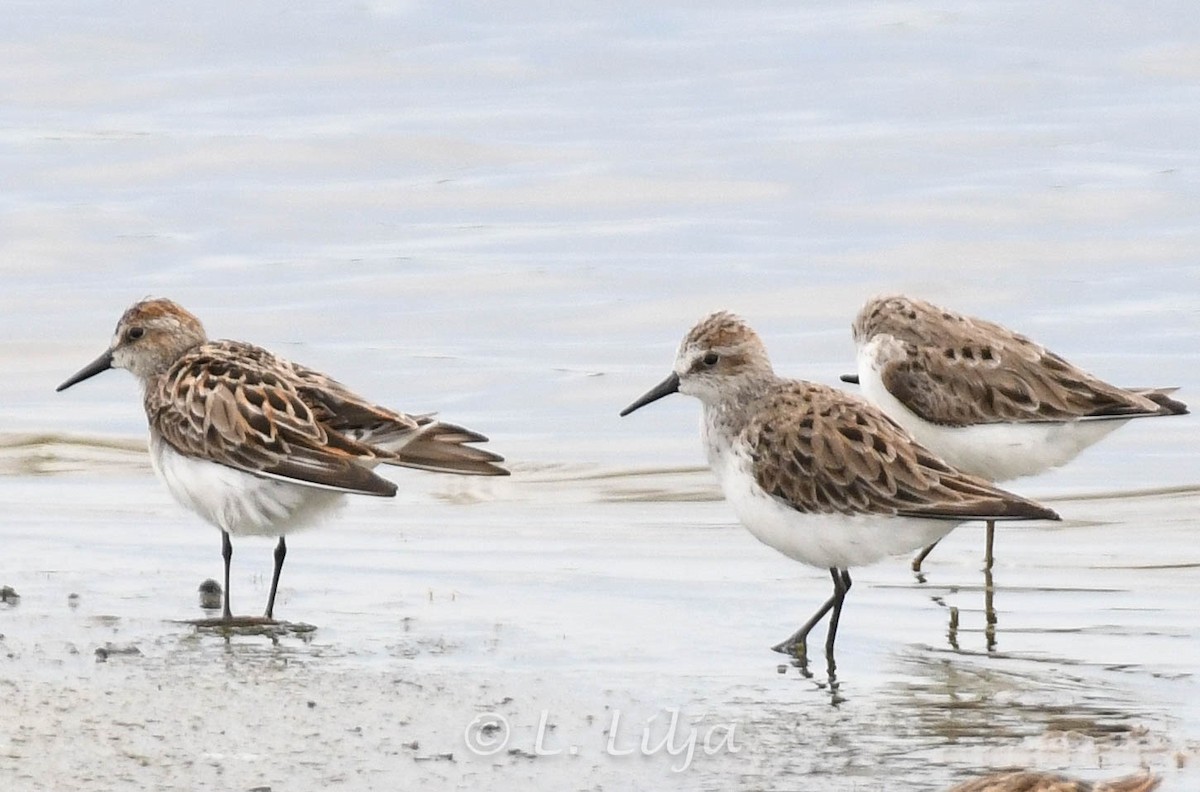 Semipalmated Sandpiper - ML618917922