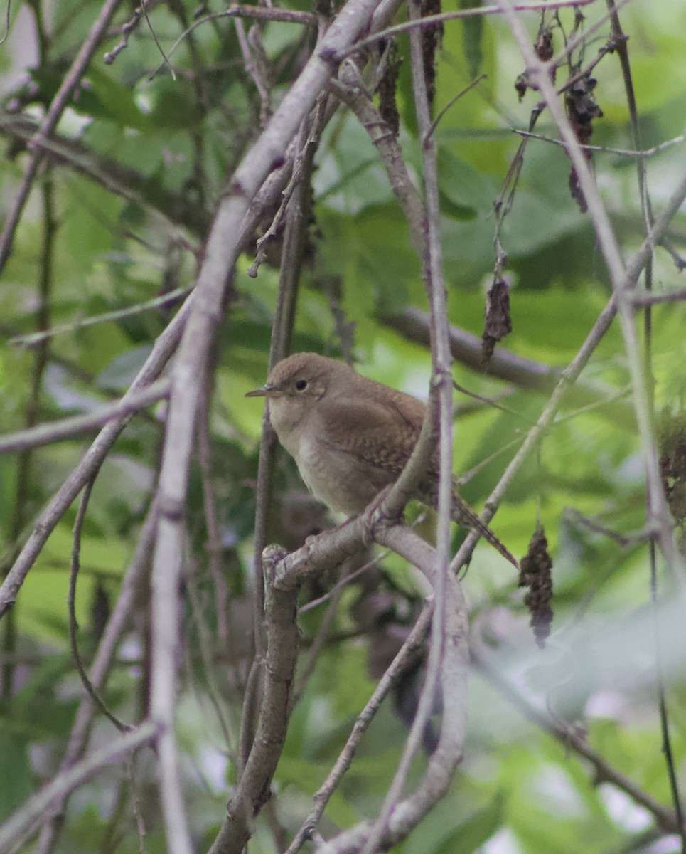 House Wren - Caitlin Eldridge