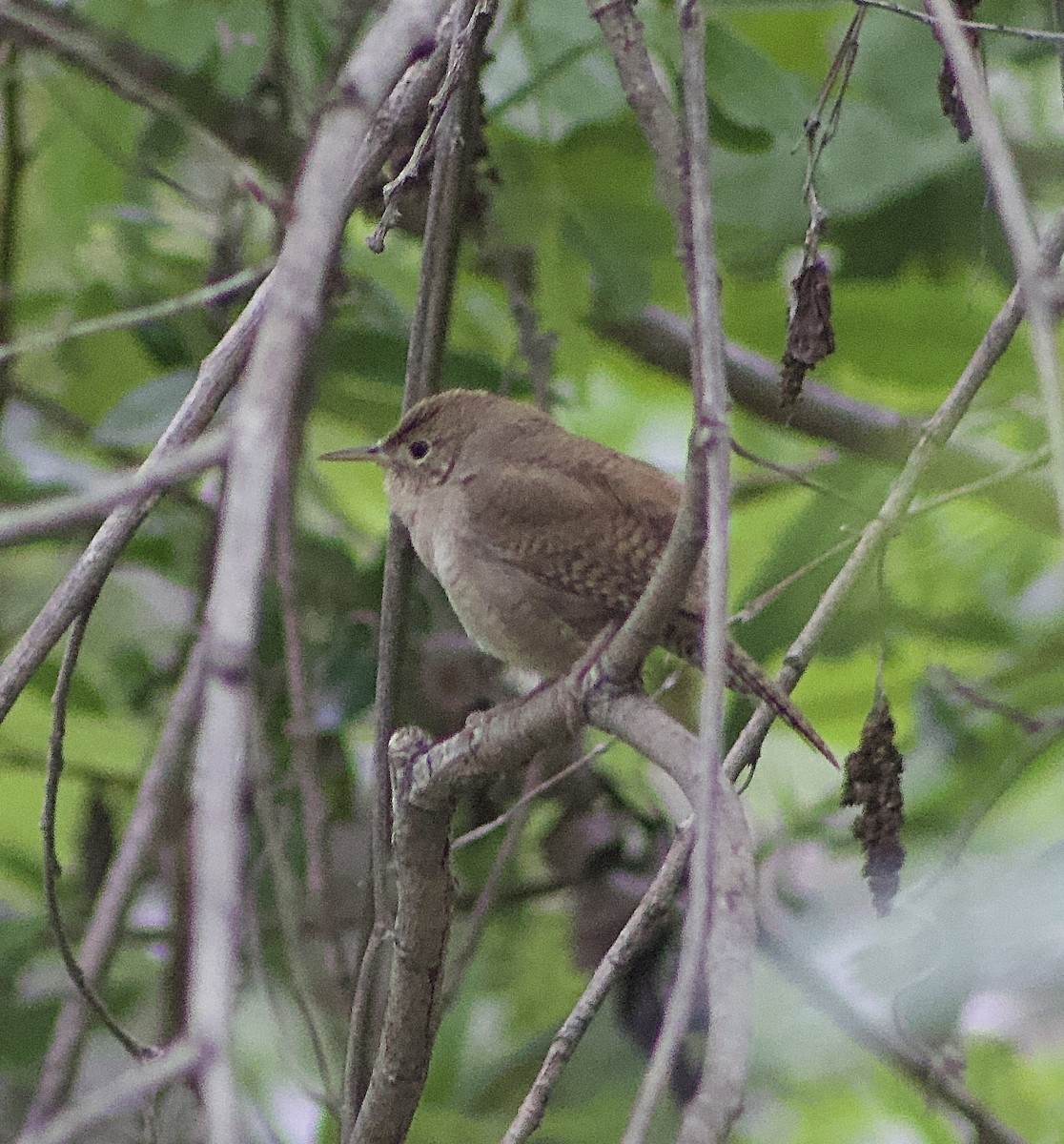 House Wren - Caitlin Eldridge