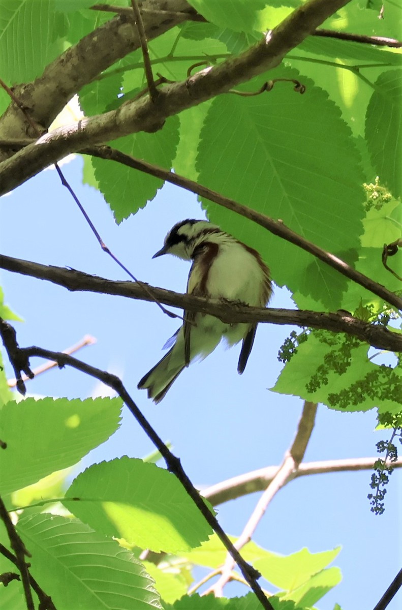 Chestnut-sided Warbler - Stacia Novy