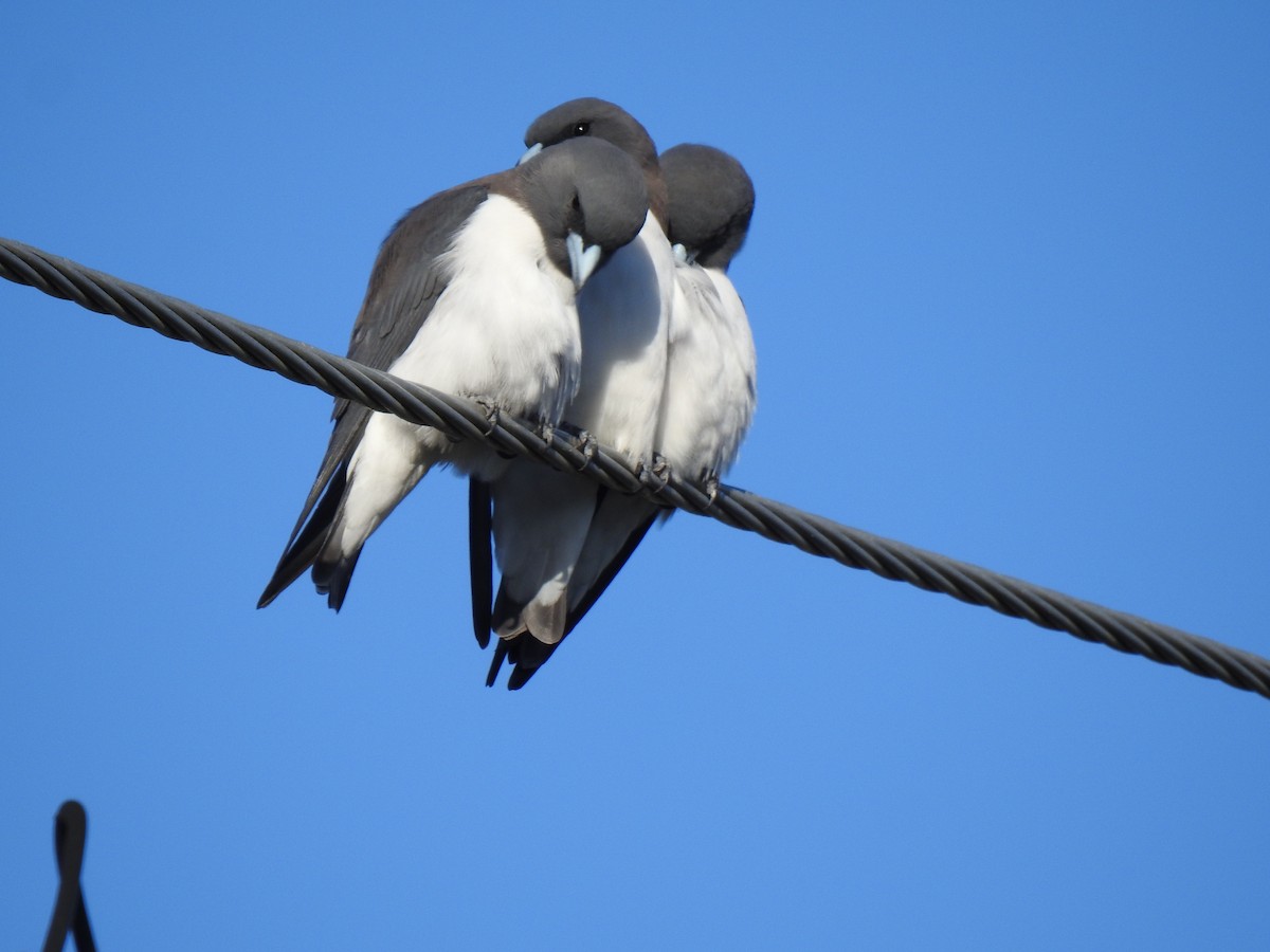 White-breasted Woodswallow - Monica Mesch