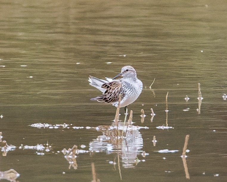 White-rumped Sandpiper - ML618917939