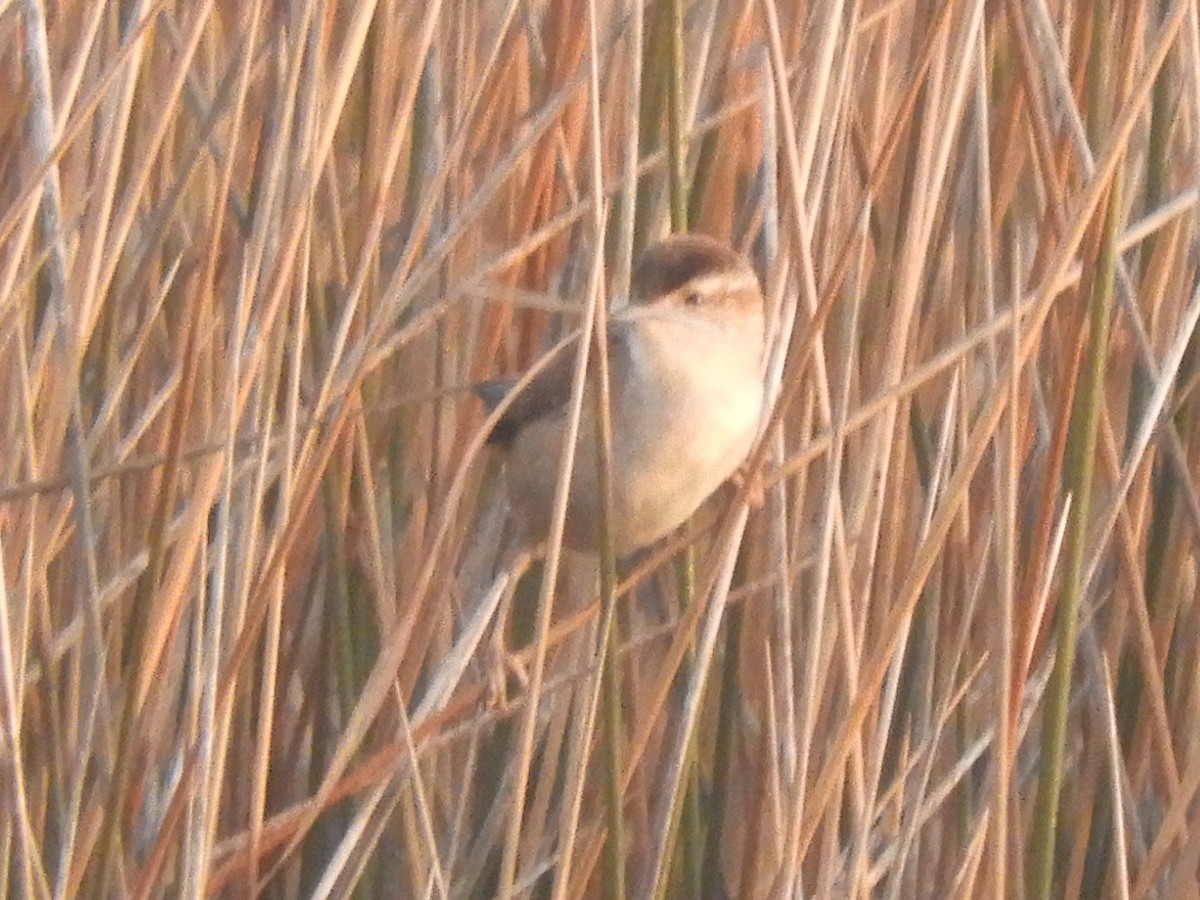 Marsh Wren - Ben Springer