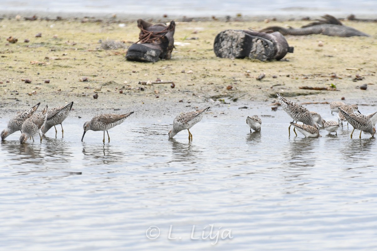 Stilt Sandpiper - ML618917950