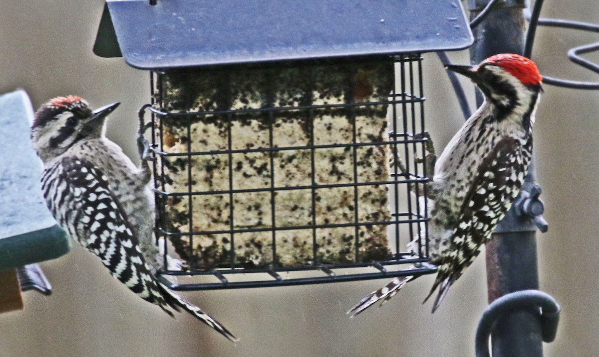 Ladder-backed Woodpecker - Galen  Stewart