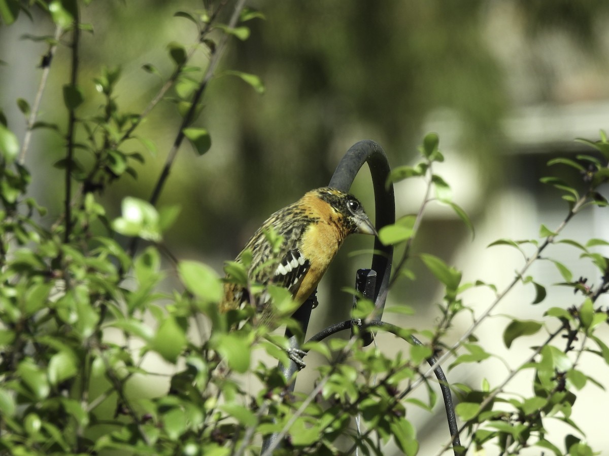 Black-headed Grosbeak - Astrid Taen