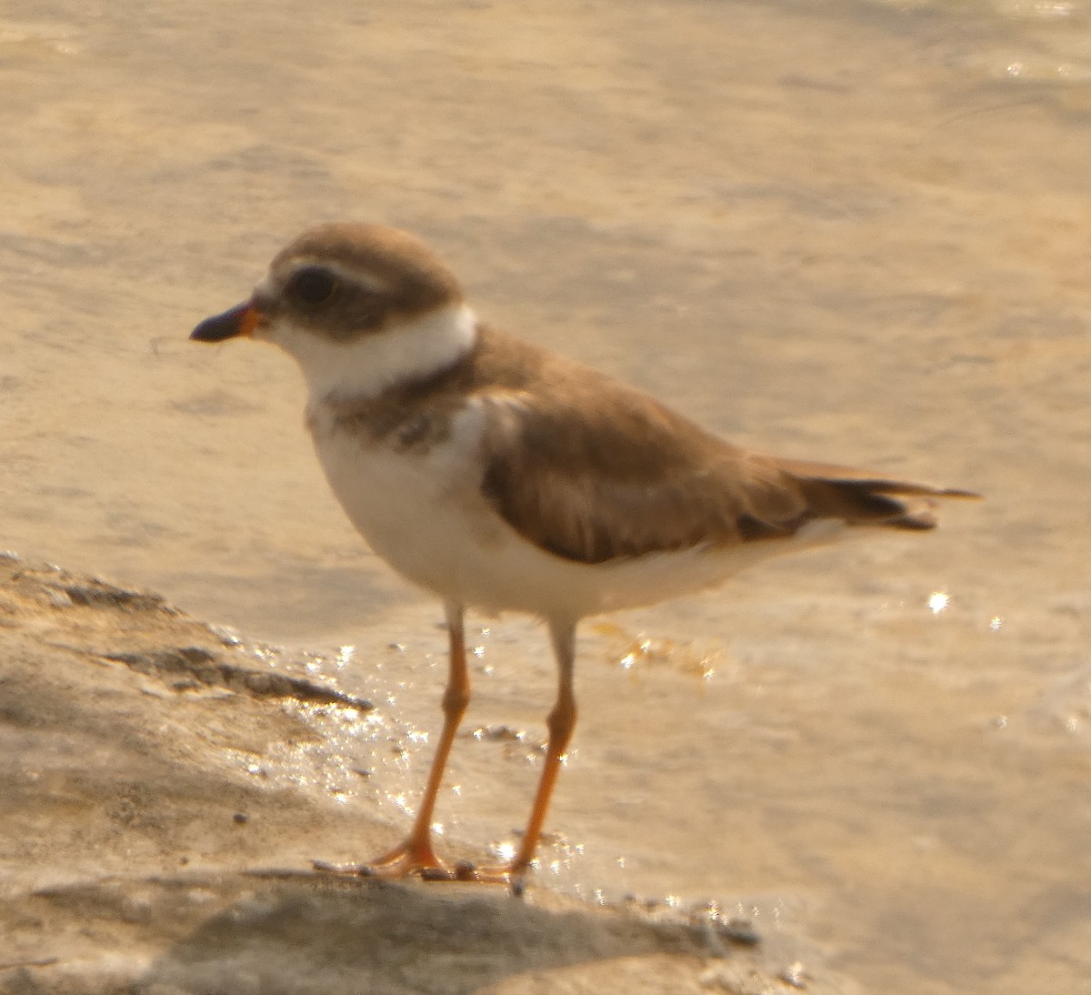 Semipalmated Plover - John Pool